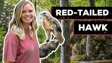 Red-Tailed Hawk | Structure & Adaptation