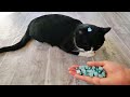 Oddly Satisfying Reverse Video ASMR With Cat Tommy 🤗💫 #satisfying