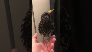 Download Lagu Anda Tak Akan Percaya Suara-Suara Ini Berasal Dari Seekor Burung MP3