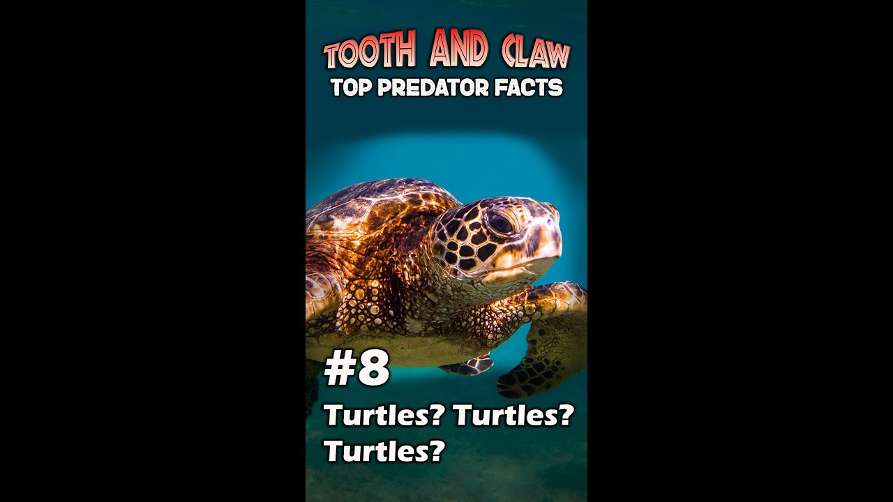 Episode 8: Turtles? Turtles? Turtles? - Tooth and Claw: Top Predators ...