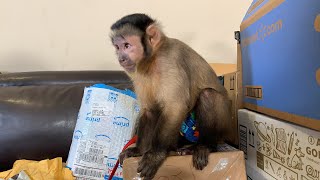MonkeyBooCrew MailTime ( LIVE )