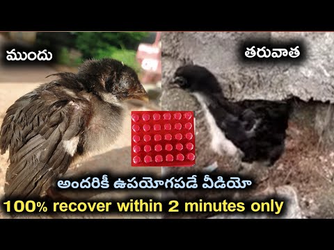 how to recover weak chicken chicks|| jathi kollu treatment|| వీక్ కోడిపిల్లల్ని ఎలా బాగు చేయాలి