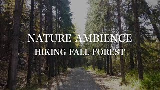 🇨🇦 4K Relaxing Nature Ambience 🌳 Virtual Hiking Tranquil Birdsong 🕊️ Mindfulness Serenity