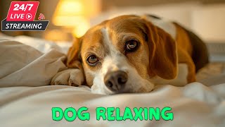 12 Hours to Calm Your Dog's Anxiety: DOG TV The Best Anti-Anxiety and Boredom Videos