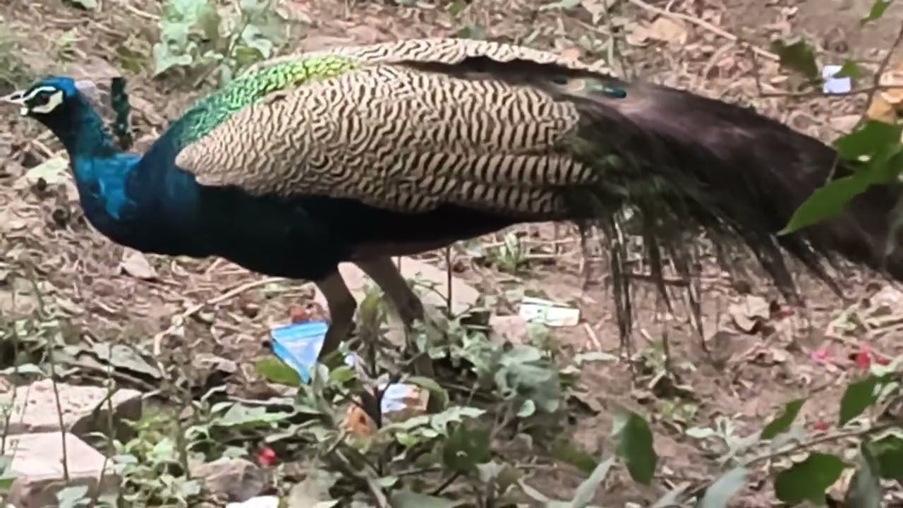 🦚🦚🦚Very beautiful peacock lovely having fun in the morning#viral#nature#trending#viralvideo #popular