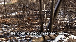 Rencontre avec un renard roux