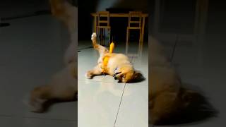 Funny Dogs 😂 Episode 150 #Shorts