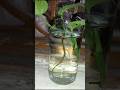 tips for healthy 😉 money plant ☘️#shorts #trending #subscribe