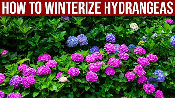 How To Winterize Hydrangeas