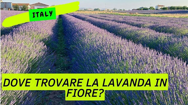 Dove vedere i campi di lavanda in provenza