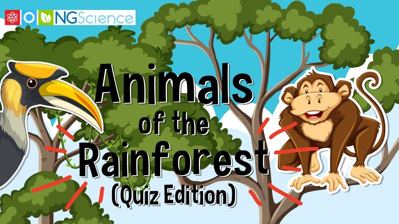 Animals of the Rainforest (Quiz Edition)