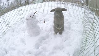 Holland Lop Bunnies Playing in the Snow