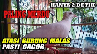 PALING MERDU !!! BURUNG PUTER  ALBINO [[ SUARA BURUNG PUTER MERDU