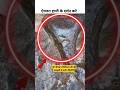 #divine #elephant #govardhan #hills #legs #impression #stone #vrindavan #krishna #upnews #shortvideo