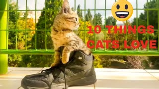 10 THINGS CATS SECRETLY LOVE