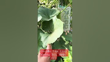 #shorts chuyện tâm linh không đùa được đâu