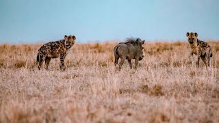 When the Tables Turn: Hyena and Warthog Showdown | Masai Mara Safari