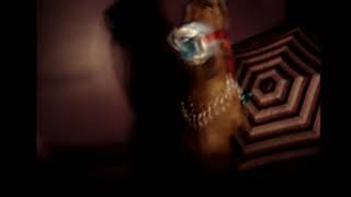 El Baile De Klein Polinesia