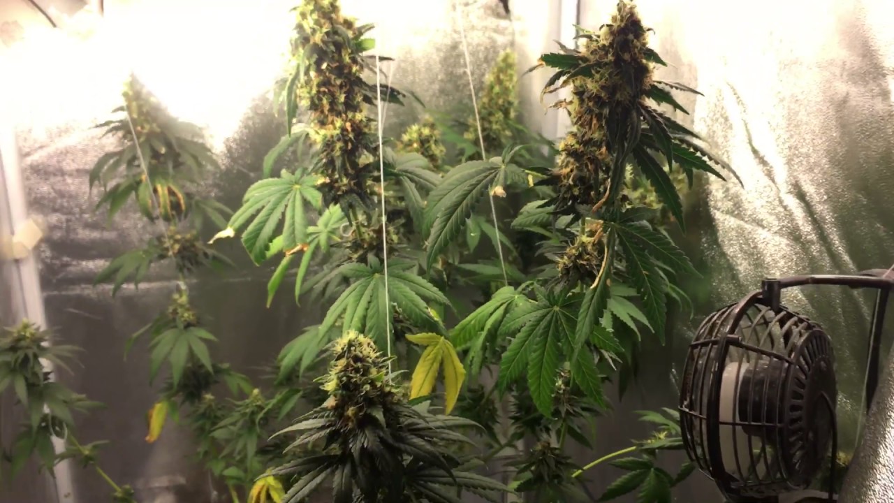 Cfl Grow Tent Week 7 Flowering Durban Widow