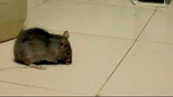 Stop Rat Poison: Dying Rat