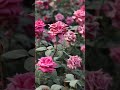 Lightroom Editing 🔥#shorts #youtubeshorts #shortsvideo #editing #trending #viral|Vella Vlogger Sk