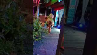 Burung garuda.Janger WAHYU BUDAYA