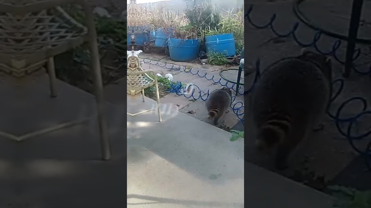 Cats On Raccoon Recap