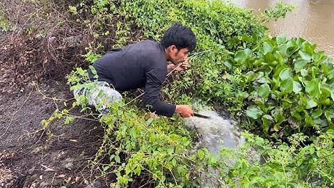 24 H Biên Giới Tây Nam Cắm Câu Mồi Trùng fishing camping cooking survival