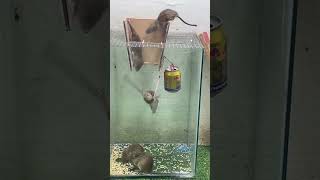 best mouse trap ideas/best Rat trap #rat #mousetrap2022 #mouse #mousetrap #shorts #rattrap