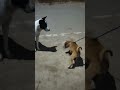 Dogs love #shorts #funny #funnyvideo #dog #dogshorts #dogs