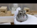 地震が怖くて飼い主の手に収まるハムスター