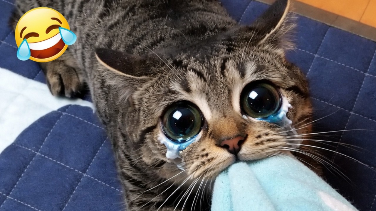 When Cats Act Weird 😹 Funniest cat behavior compilation