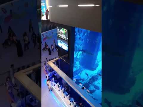 Dubai aquarium #aquarium #dubailfe #dubailife #dubai #shortsfeed #viralvideo #burjkhalifa