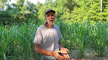 This is How SUGAR Is Made | Sugar Cane Field | Beneficial Weeds