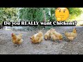 Should You Get Chickens? The Worst Part of Owning Chickens