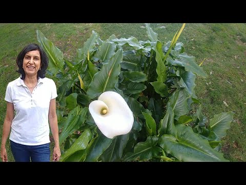 Video: Calla Lily Division: When And How To Divide A Calla Lily Plant