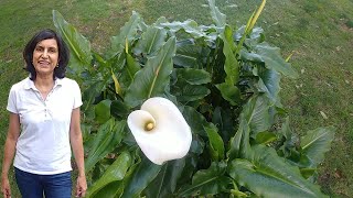 Dividing calla lily (with updates)