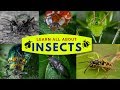 Real Bugs Discovery Quiz