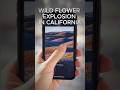 California Superbloom 2026? Bring the Wildflower Explosion Into Your Home