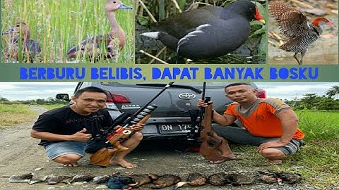 HW 100 vs SE.. Berburu belibis merah, mandar sawah dan sintar hasilnya memuaskan bosku