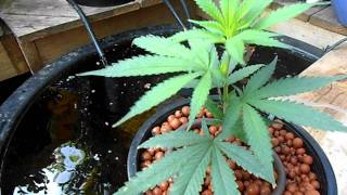 DSCN aquaponics