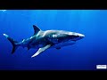 Deep Ocean Serenity 🌊 | 4K Underwater Nature Film | Relaxing Marine Life & Ambient Sounds