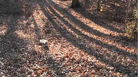 Watch the video about Tonkinese Cat, Mia, likes to Chase Winston's Leash