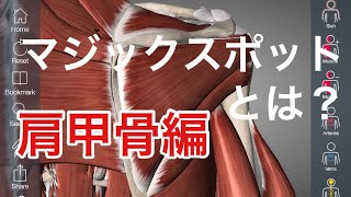 筋肉や筋膜が密集するマジックスポット:肩甲骨を解説してみた