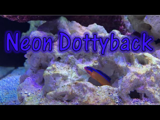 Reef Tank Species Spotlight: Neon Dottyback 
