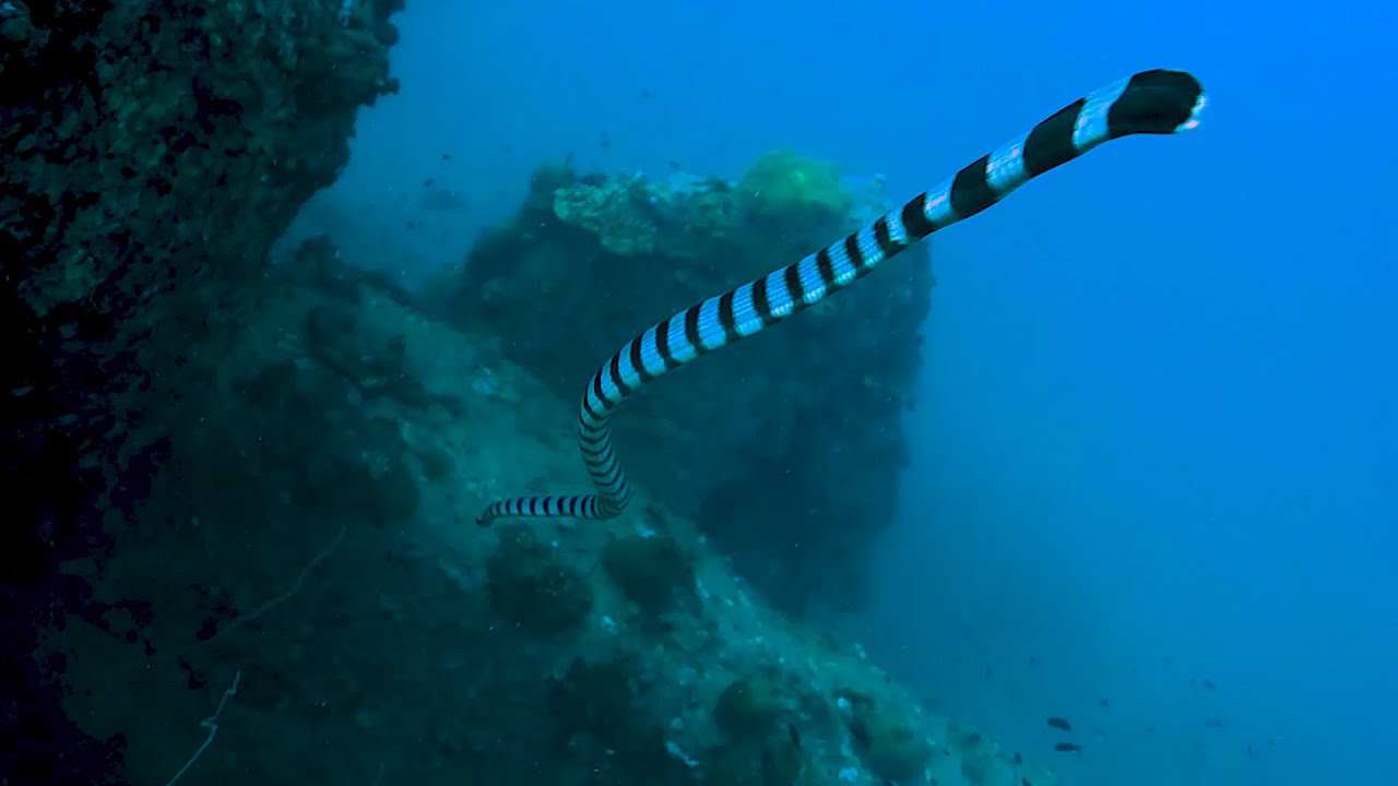 The Venomous Banded Sea Krait In Koh Tao: Incredible Underwater Footage | BlackTurtleDive.com