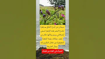 سبحان من أبدع الخلق زهرة تخدع البصرهذه الزهرة تسمى أمارافالي يبدو وكأنها اكسبلور Viral تحشيش 