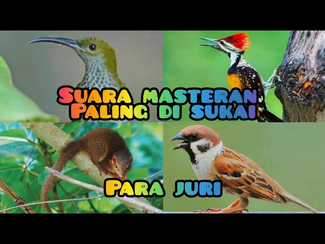 suara masteran burung paling di cari   bajing kekes| pijatung gunung|pelatuk bawang|burung gereja class=