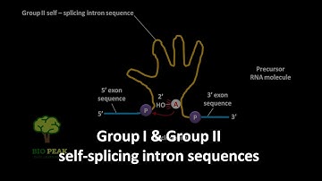 Self splicing intron sequences