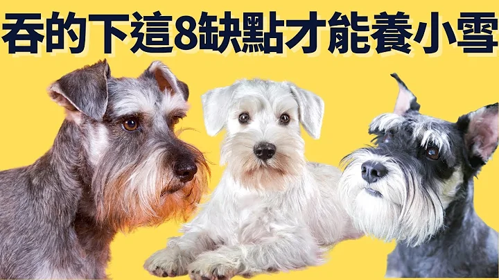 雪納瑞都去哪了?怎麼越來越少人養? | 雪納瑞缺點2023 | Schnauzer ✅CC - 天天要聞